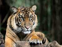 tiger 8x11 7111  Bengal Tiger, Australia Sanctuary